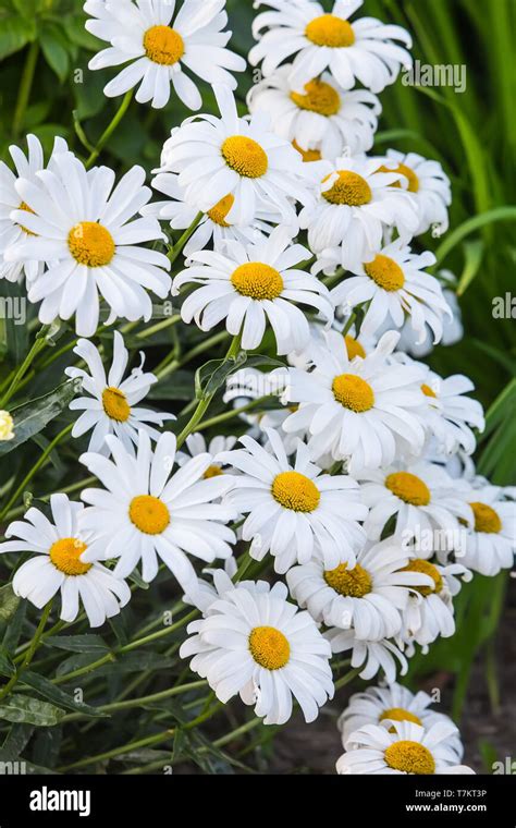 bigdaisy|Big Daisy .